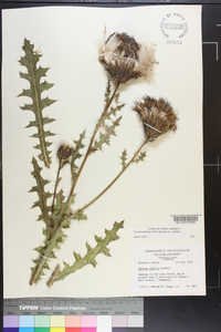 Cirsium pumilum image