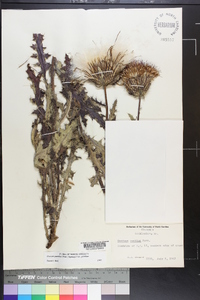 Cirsium pumilum image