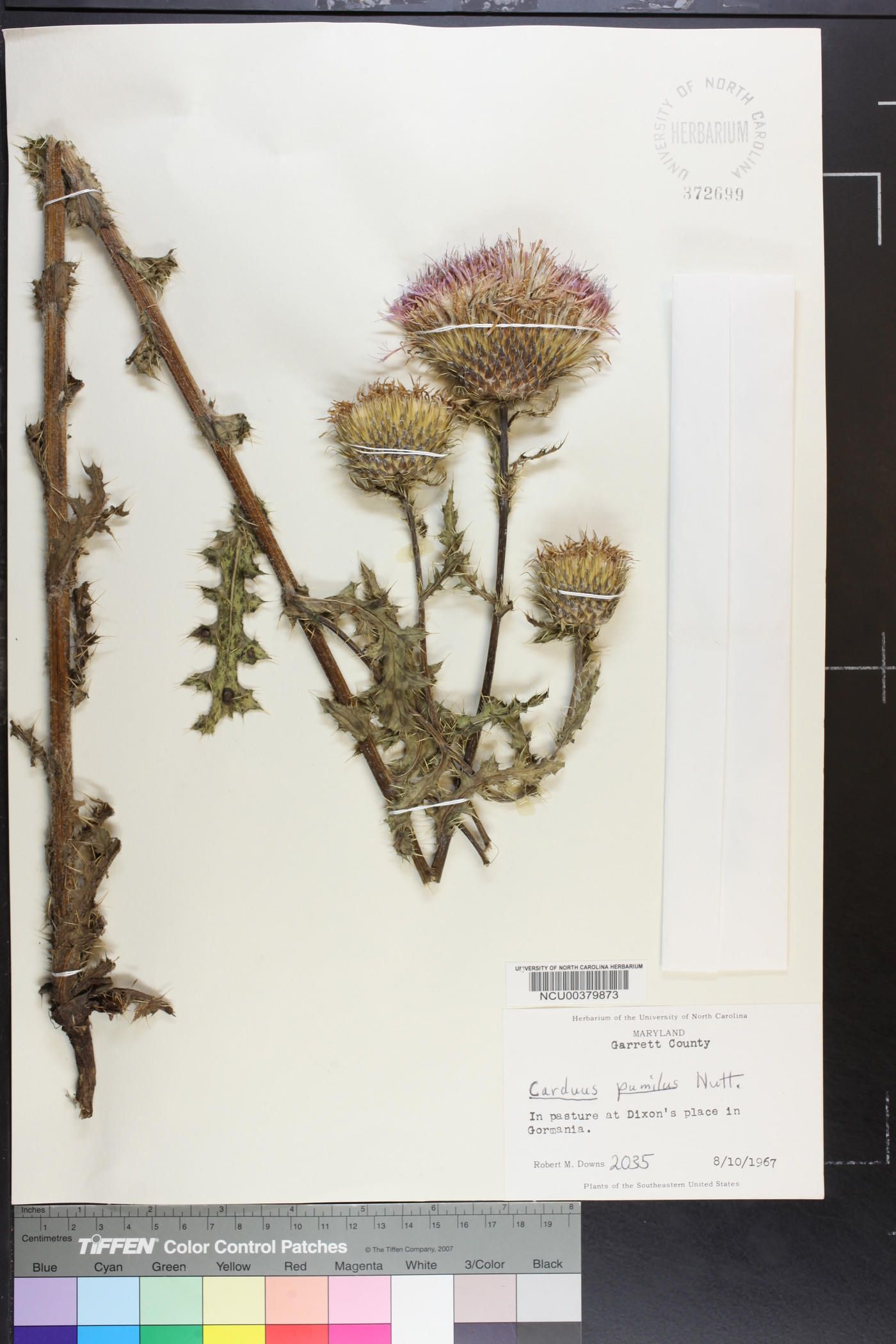 Cirsium smallii image