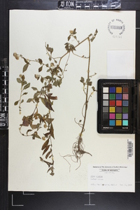 Symphyotrichum lanceolatum var. lanceolatum image