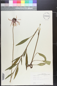 Echinacea pallida image