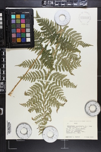 Dryopteris marginalis f. elegans image