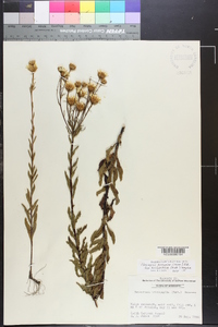 Chrysopsis hyssopifolia image