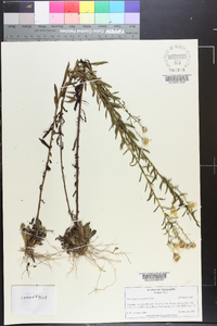 Chrysopsis hyssopifolia image