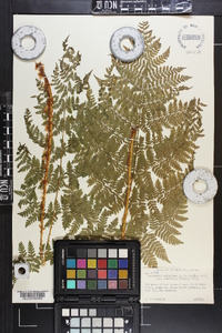 Dryopteris campyloptera image