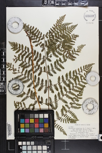 Dryopteris campyloptera image