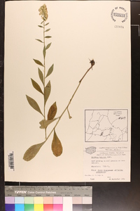 Solidago hispida image