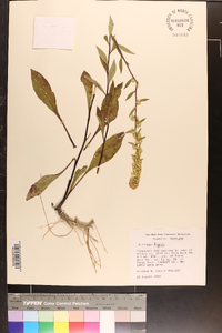 Solidago hispida image