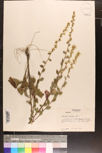 Solidago hispida image