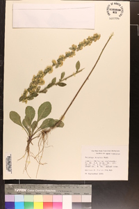 Solidago hispida image