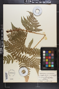 Dryopteris campyloptera image