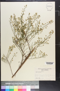 Symphyotrichum pilosum var. pringlei image