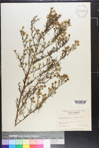 Symphyotrichum pilosum var. pringlei image