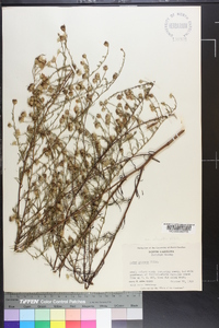 Symphyotrichum pilosum var. pringlei image