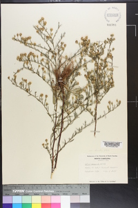 Symphyotrichum pilosum var. pringlei image