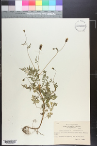 Bidens bipinnata image