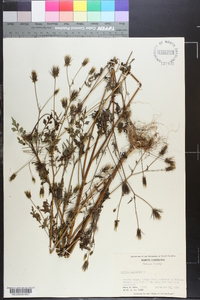 Bidens bipinnata image