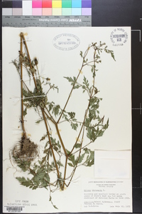 Bidens bipinnata image