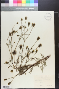 Bidens bipinnata image