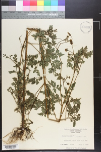 Bidens bipinnata image