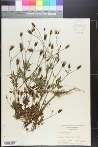 Bidens bipinnata image