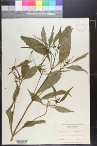 Bidens connata image