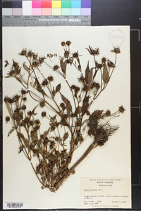 Bidens connata image