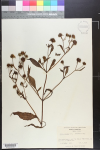 Bidens connata image