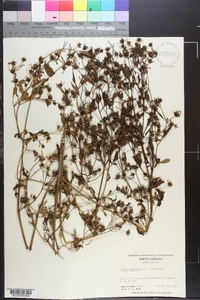 Bidens discoidea image