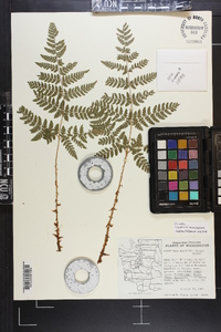 Dryopteris campyloptera image