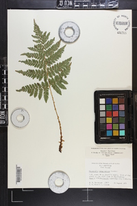 Dryopteris campyloptera image