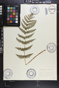 Dryopteris × triploidea image