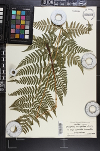 Dryopteris × triploidea image