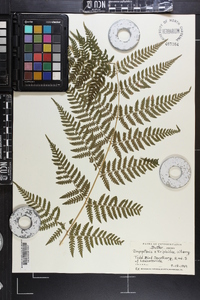 Dryopteris × triploidea image