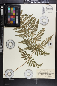 Dryopteris × triploidea image