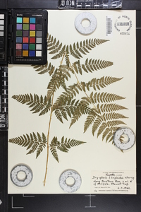 Dryopteris × triploidea image