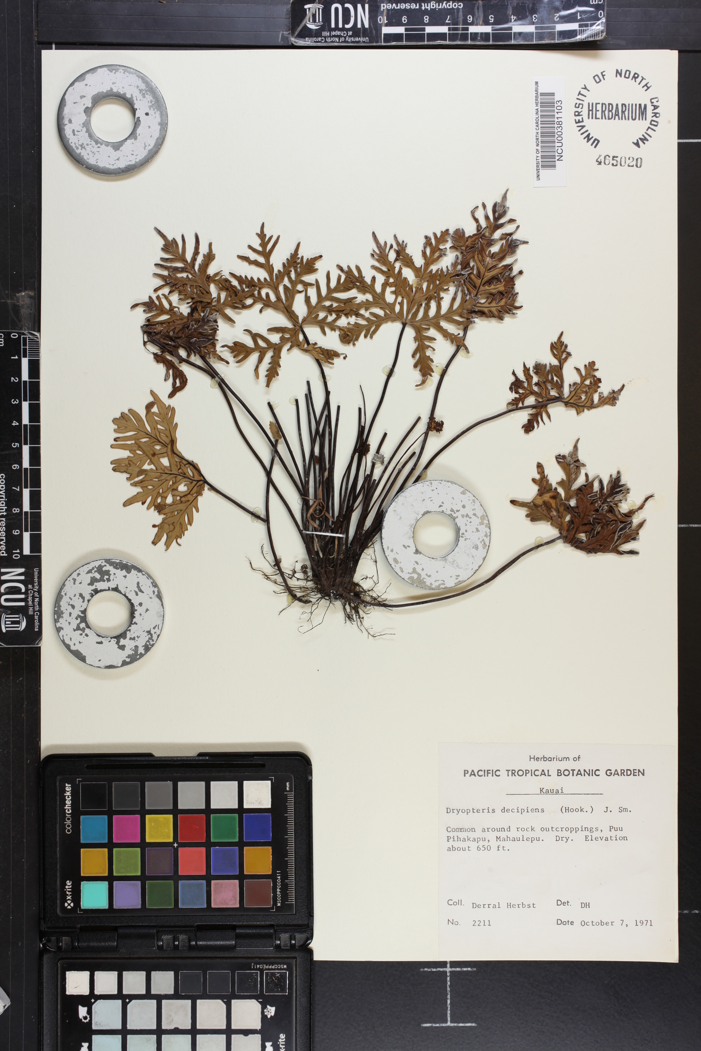 Dryopteris decipiens image