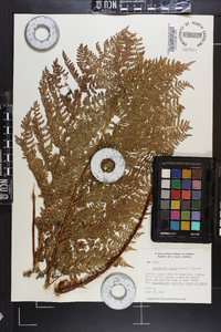 Dryopteris glabra image