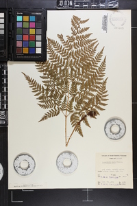 Dryopteris nuda image