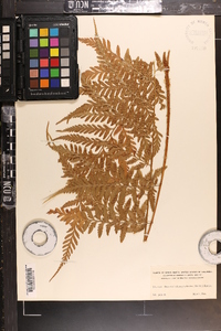 Dryopteris chaerophylloides image