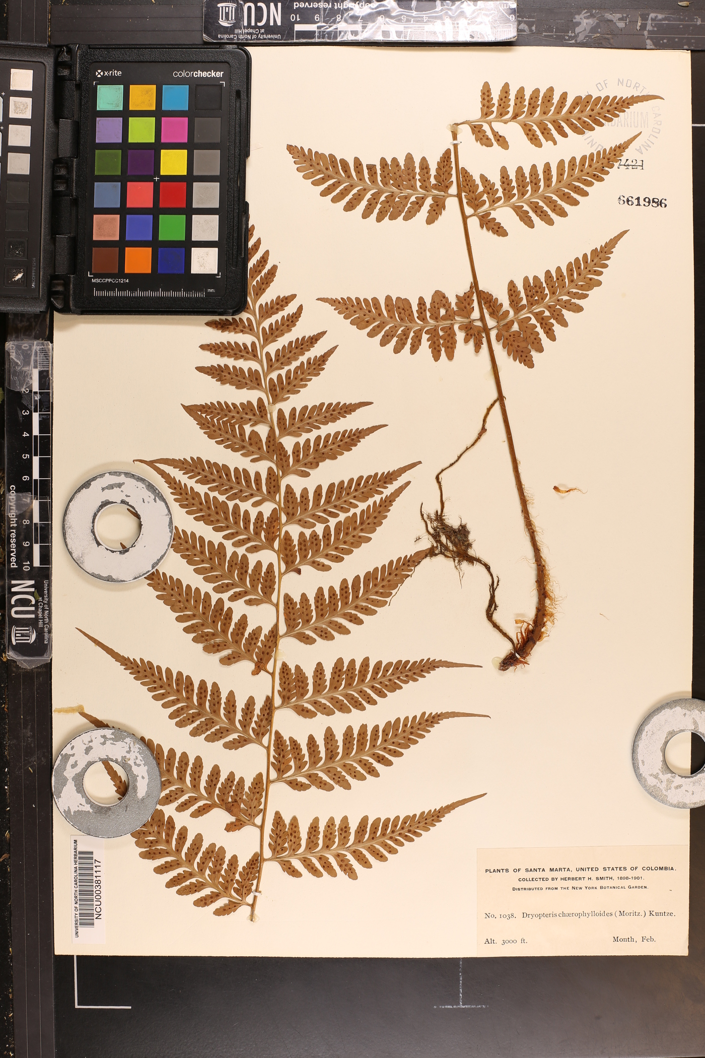 Dryopteris chaerophylloides image