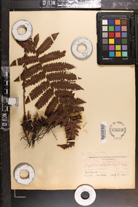 Dryopteris deltoidea image