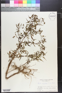 Bidens discoidea image