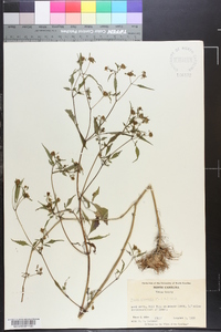 Bidens discoidea image