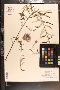 Cirsium virginianum image