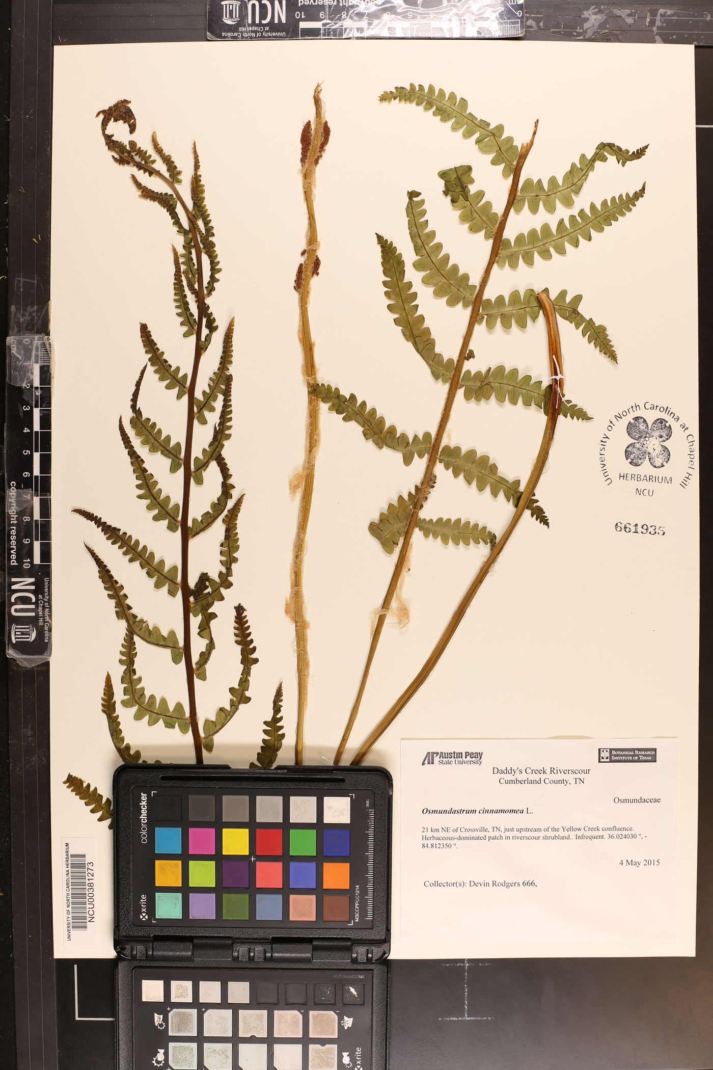 Osmundastrum cinnamomea image