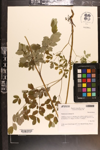 Thalictrum amphibolum image