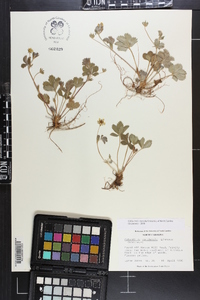 Potentilla canadensis image