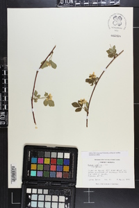 Rubus argutus image