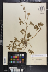 Potentilla indica image